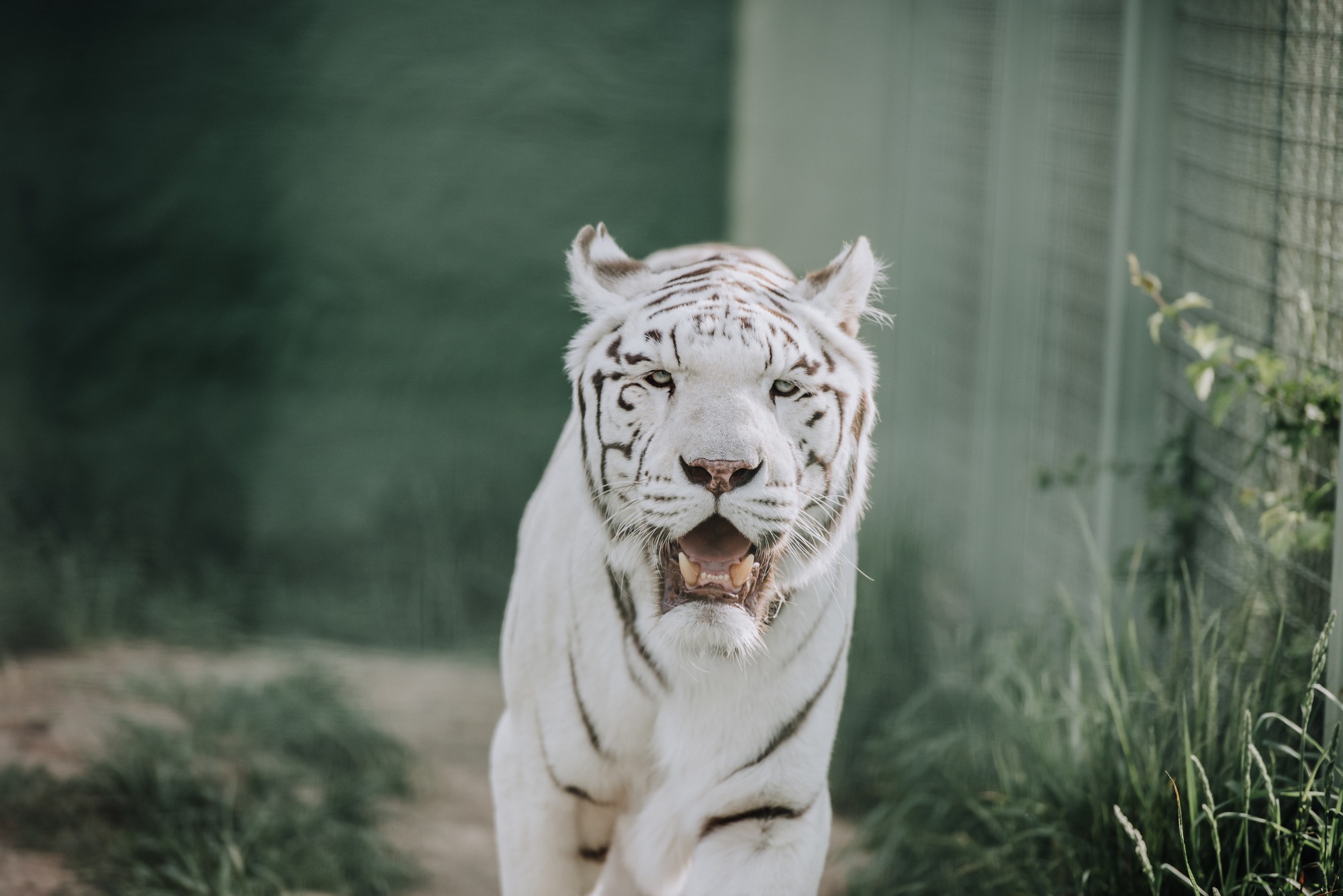 2022 Year of the Tiger: Is the Economy Roaring or Distressed 1 Year of the Tiger: Economy Roaring or Bellowing?