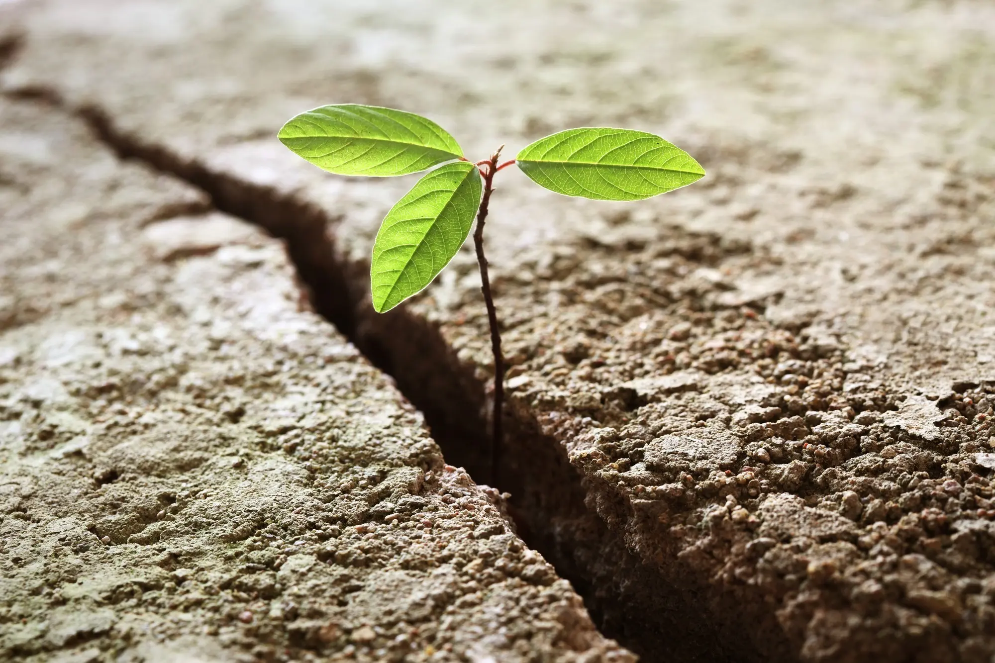 Financial Success: How The 4 Mindsets Affects Your Wealth 1 Insight Advisory Group - The key to financial success - Financial success
